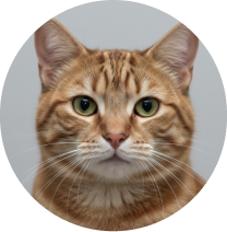 Motka studio cat